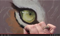 A Tigers Eye
